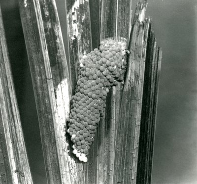 1923年9月にロンドン動物園でチャネリングされたApplesnailの卵（bw写真） 作： Frederick William Bond